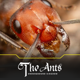 Top Up The Ants : Underground Kingdom